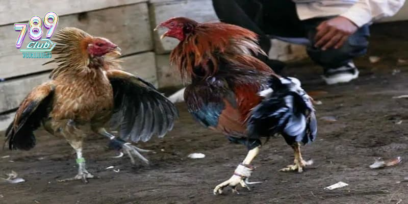 Đá gà cựa sắt kịch tính